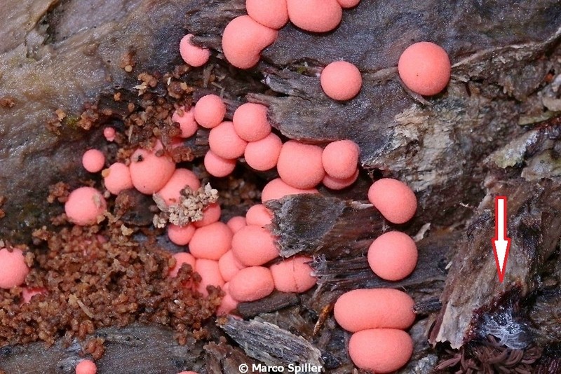 Lycogala epidendrum